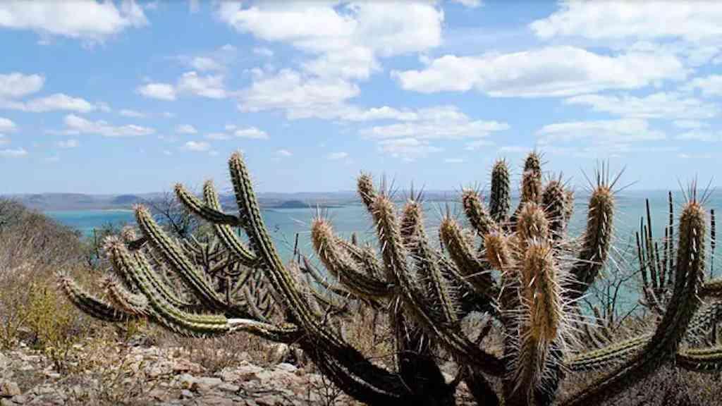 Área da Caatinga será recuperada para conter desertificação | Plano lançado pelo governo visa atenuar efeitos da seca no país
