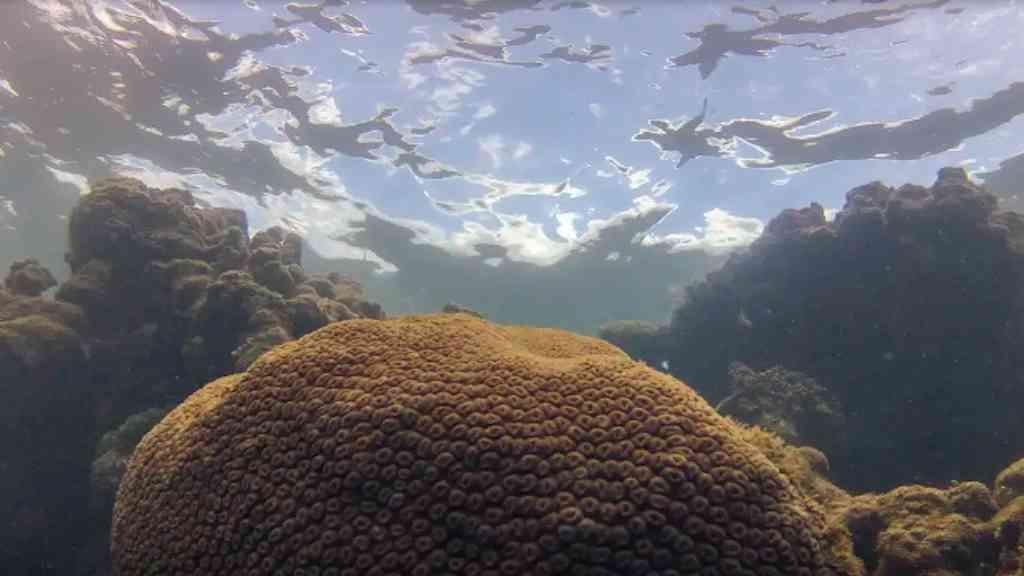 El Niño impacta ecossistema marinho no Atlântico, aponta estudo | Fenômeno climático impacta chuvas, rios e pesca no Brasil