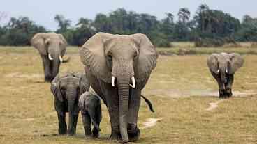 Homens Detidos por Ataque Brutal a Elefante no Sri Lanka