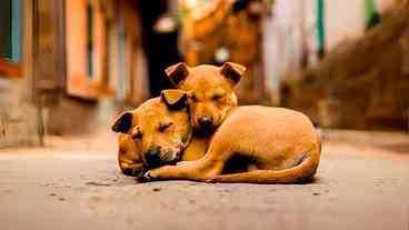 Campanha Dezembro Verde: Combate ao Abandono de Animais