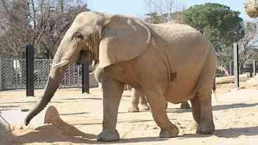 Elefanta Susi do Zoo de Barcelona morre aos 55 anos