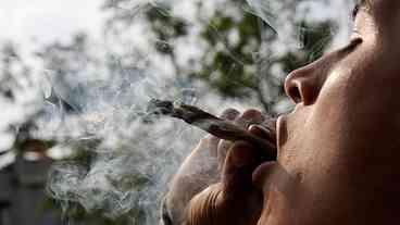 Estudo revela limites de consumo seguro de maconha