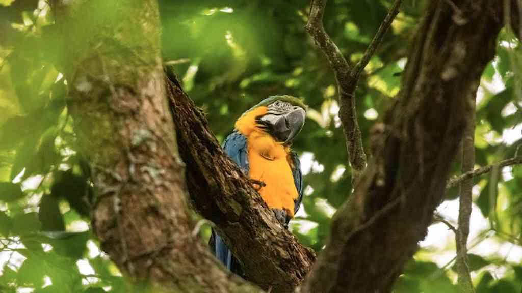 Araras-canindés voltam a voar no Rio após mais de 200 anos | Parque da Tijuca recebe reintrodução de araras-canindés