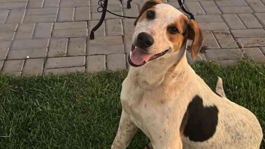 Abacate, cão comunitário, morre após ser baleado no PR | Polícia Civil investiga a morte do cãozinho Abacate