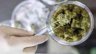 Anvisa Define Novas Regras para Cannabis Medicinal