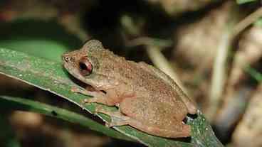 Nova perereca descoberta em Minas Gerais