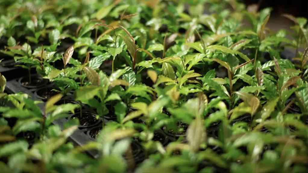 Mata Atlântica vira referência em restauração | Estratégias para restaurar floresta onde vivem 72% dos brasileiros