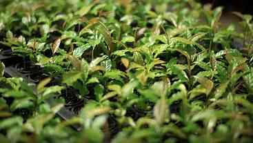 Mata Atlântica: Referência em Restauração Florestal