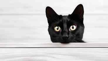 Novo genoma do câncer felino e avanços em humanos