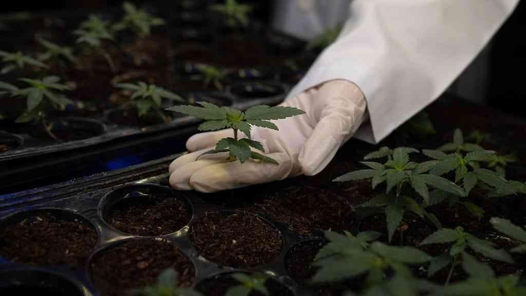 Frente da cannabis medicinal e do cânhamo é lançada na Câmara | Câmara lança frente da cannabis medicinal e do cânhamo