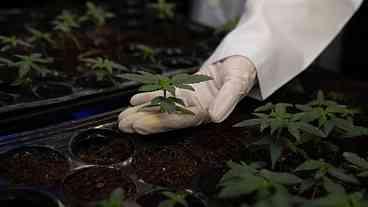 Frente da Cannabis Medicinal é Lançada na Câmara