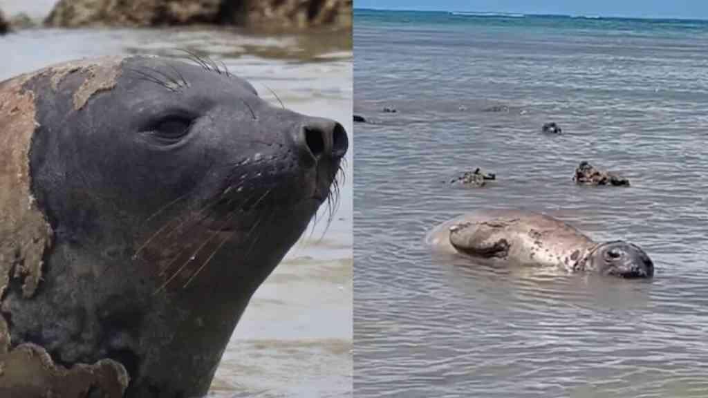Elefante-marinho chama atenção ao aparecer em praias de Alagoas | Animal é monitorado pelo Instituto Biota de Conservação
