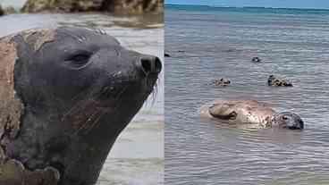 Elefante-marinho em Alagoas: Monitoramento e Cuidados