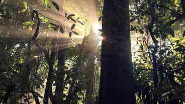 Brasil aposta em reflorestamento para neutralidade climática