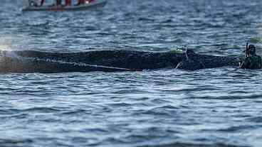 Resgate de baleia-jubarte é um sucesso na Alemanha