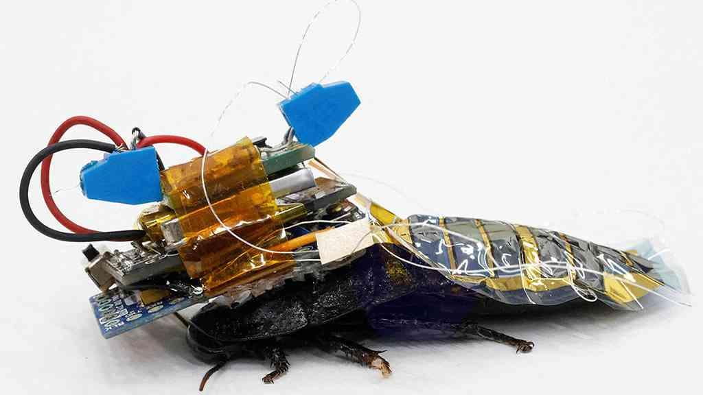 Baratas ciborgues integram equipes de resgate em áreas de desastre | A barata ciborgue carrega eletrodos no cérebro e passa a ser teleguiada
