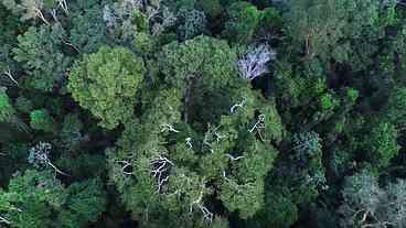 Cooperação Reduz Incêndios na Amazônia