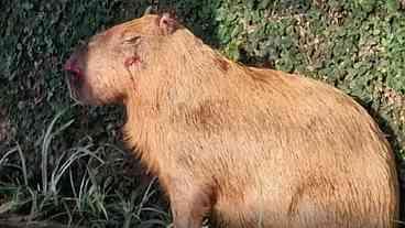 Ministério Público Denuncia Agressores de Capivara