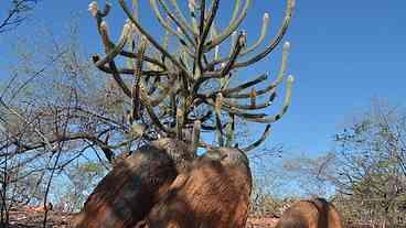 Desmatamento da Caatinga e suas Consequências