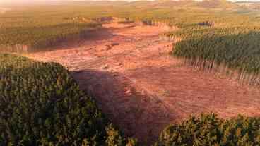 Queda no Desmatamento de Florestas Tropicais em 2025