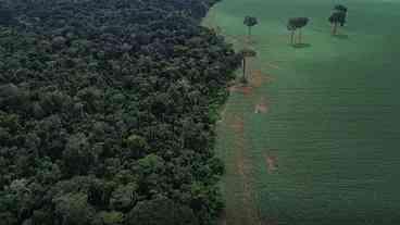 Queda de 42% nas Perdas Florestais no Brasil