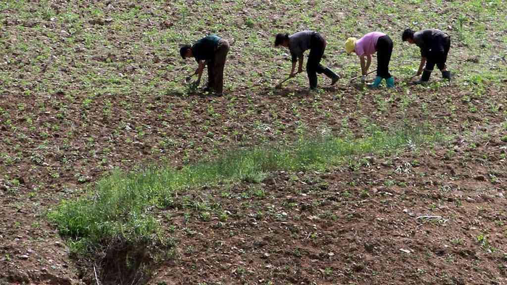 Seca ameaça agravar escassez de alimentos na Coreia do Norte | Coreia do Norte há anos enfrenta crises de escassez de alimentos