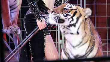 Tigre Abatido na Alemanha Após Fugir de Jaula