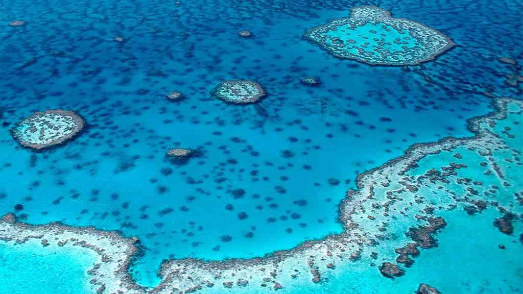 Tubarões atacam pescador australiano, na Grande Barreira de Corais | A Grande Barreira de Corais é um ponto turístico, na costa australiana
