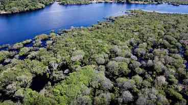 Desmatamento na Amazônia tem queda de 35% em junho