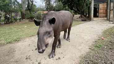 BioParque do Rio recebe anta e abre votação para nome