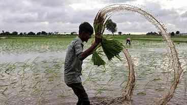Guerras e El Niño agravam crise alimentar global