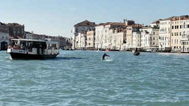 Turistas se surpreendem com golfinho no canal de Veneza