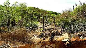 Risco de desertificação atinge grandes ecossistemas brasileiros