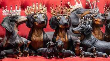 Alemanha abriga museu dedicado aos cães-salsicha