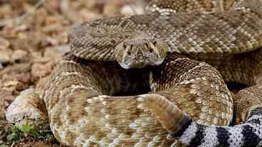 Mexicano é detido na Alemanha com cobras venenosas na bagagem