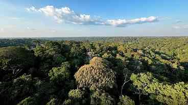 Amazônia e Cerrado reduzem impacto climático equivalente...