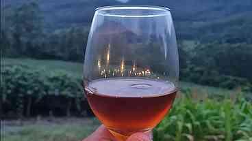 Vinho gaúcho, politicamente correto, é experiência bem-sucedida