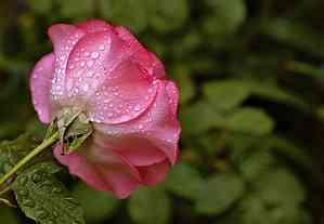 Quais são as plantas que gostam de chuva?