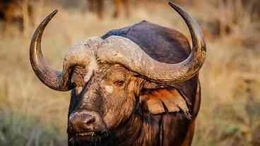 Operação da PF combate caça ilegal de búfalos