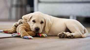 Humanização de pets é tendência em alta no país