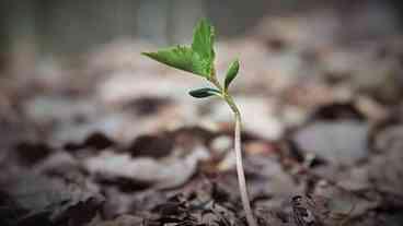 Chuva adia plantio de árvores da Mata Atlântica em parque do Rio