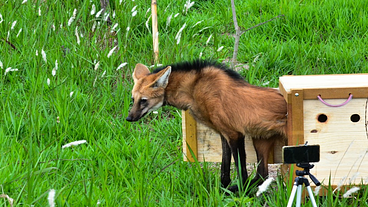 Inea realiza a soltura de lobo-guará resgatado no Rio