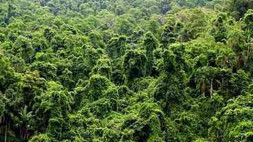 Humanos podem se extinguir nos trópicos devido ao aumento de temperatura, diz estudo