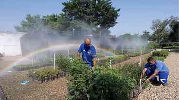 Cedae retoma doações de mudas florestais em municípios do interior