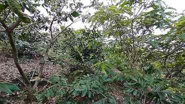 Pesquisadores contam espécies de árvores, mais de 40% na América do Sul