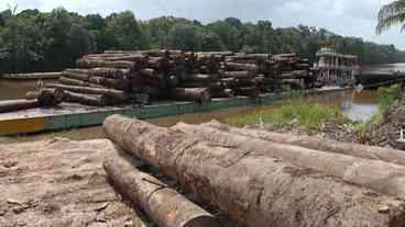 Europa e EUA ameaçam ipê da Amazônia brasileira à extinção