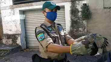 Operação resgata animais silvestres em Vargem Grande