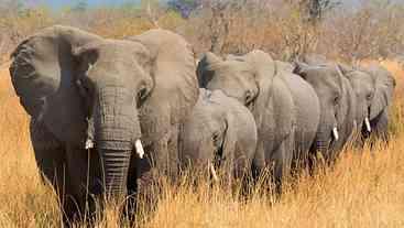 Sem paciência, Botswana ameaça mandar 20 mil elefantes para Alemanha