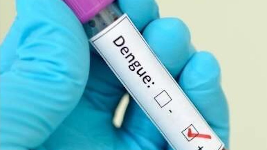 dengue.jpeg