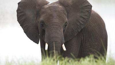 elefante.jpeg